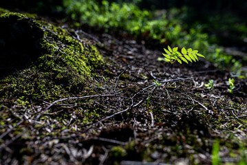 Close-up of green growing leaf with forest as background. Selective focus.