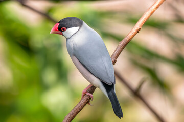 The Java sparrow (Lonchura oryzivora), also known as Java finch, Java rice sparrow or Java rice bird, is a small passerine bird
