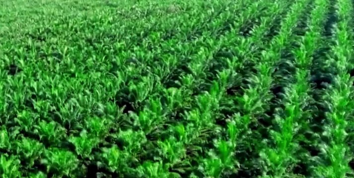 aerial video of oil palm trees neatly planted to create a green and very beautiful stretch of oil palm plantation