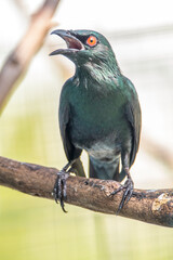 The Asian glossy starling (Aplonis panayensis) is a species of starling in the family Sturnidae. It is found in Bangladesh, Brunei, India, Indonesia