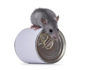 Cute young blue rat sitting on top of food can. Looking towards camera, isolated on a white background.