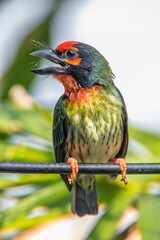 The coppersmith barbet (Psilopogon haemacephalus), also called crimson-breasted barbet and coppersmith