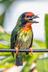 The coppersmith barbet (Psilopogon haemacephalus), also called crimson-breasted barbet and coppersmith