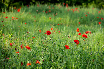 View of the poppies in the field