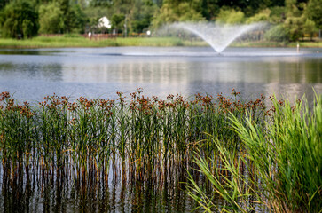 View of the lake with the plants and the fountain