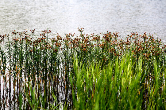 View of the plants against the lake