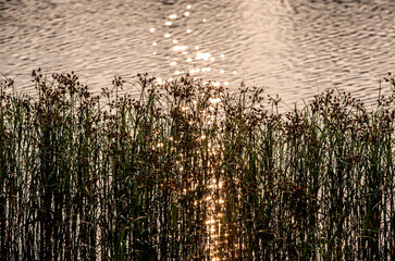 View of the plants against the lake