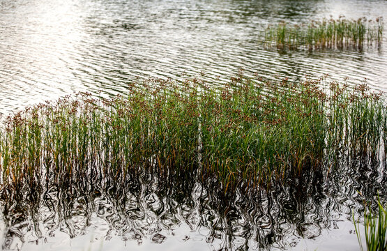 View of the plants and the reflection on the lake