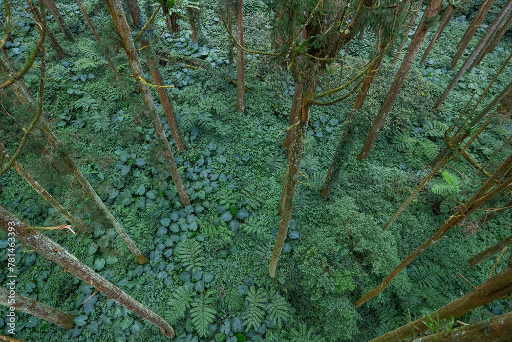 Canvas Prints top down view of the tree forest