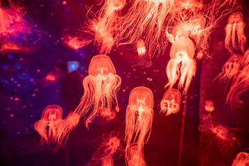 Beautiful colorful poisonous box jellyfish, Jellyfish in aquarium with black background. Selective focus.