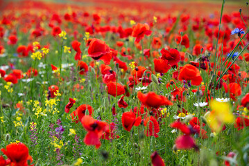 Poppy flowers blooming on summer meadow in sunlight - 781463513