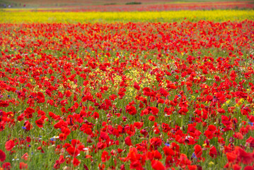 Poppy flowers blooming on summer meadow in sunlight