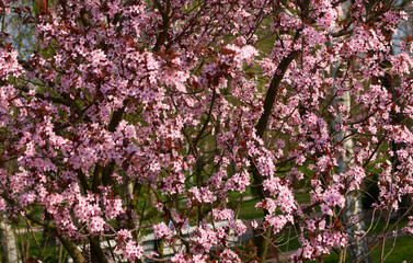 Sakura flowers bloomed in a park in Ukraine