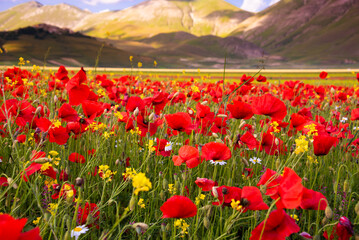 Poppy flowers blooming on summer meadow in sunlight - 781463749