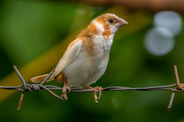 The true finches are small to medium-sized passerine birds in the family Fringillidae.