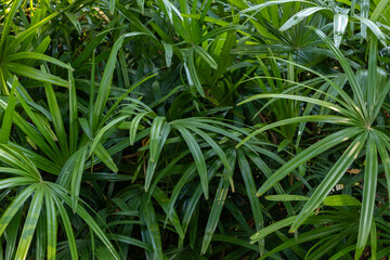 Green tropical leaves. Beautiful of green leaves pattern for background