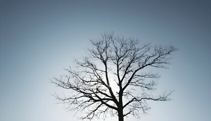 A-Simple-Outline-Of-A-Tree-Against-A-Clear-Sky- 2