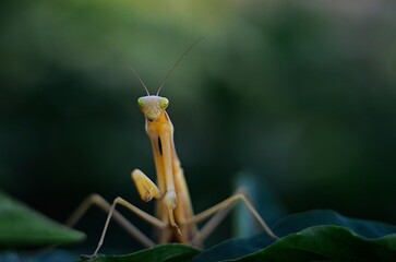 green praying mantis