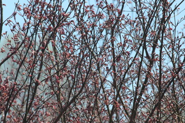 Springtime Buds