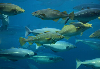 Cods (Gadus morhua) and saithes (Pollachius virens) fish in the Atlantic Sea Park in Alesund, Norway. - 781466947
