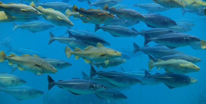 Cods (Gadus morhua) and saithes (Pollachius virens) fish in the Atlantic Sea Park in Alesund, Norway.