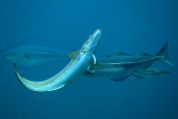 Cod (Gadus morhua) and saithe (Pollachius virens) in the Atlantic Sea Park in Alesund, Norway. - 781467128