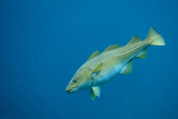 Cod (Gadus morhua) in the Atlantic Sea Park in Alesund, Norway.