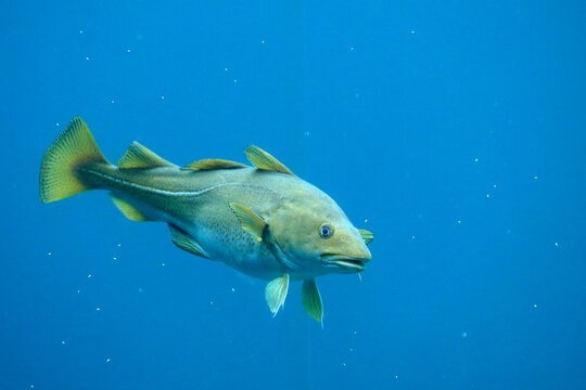 Cod (Gadus morhua) in the Atlantic Sea Park in Alesund, Norway.