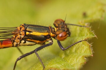 Closeup on a colorful large European red damselfly, Phyrrosoma nymphula, sitting on a green leaf