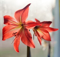red lily flower