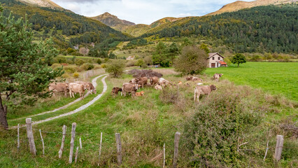 Belagua, Navarra, Spain - October 27, 2023: Cows grazing in a farm in Valley of Belagua.