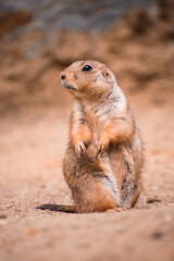 Prairie dog is looking for something
