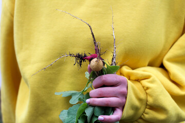 Radish harvest in a woman's hand. Fresh vegetables held in a woman's hand. Rewards of gardening and...