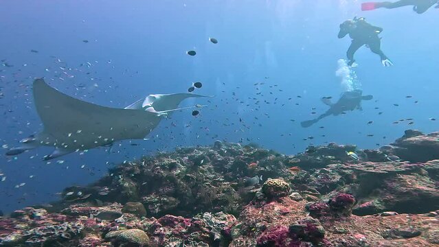 diver with sharks and manta rays