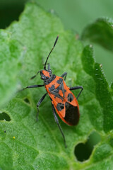 Vertical closeup on an Early Mason Wasp, Ancistrocerus nigricornis sitting on wood