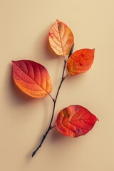 Fototapeta premium A minimalist style of an autumn concept