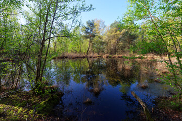 Fototapeta na wymiar Coquibus pond in Fontainebleau forest