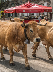 Vaches aubracoises en transhumance lors du passage à Aubrac, Aveyron, France