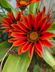 orange flowers