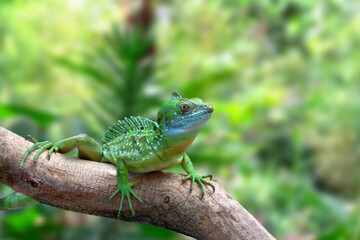 A young green iguana is sunbathing  on rough branch in forest in sun light