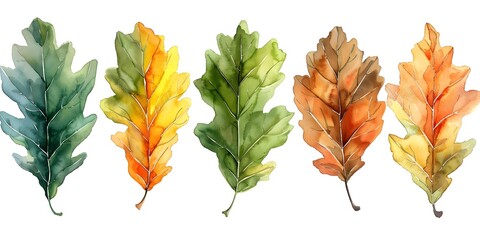 Fototapeta premium Watercolor Oak Leaves Transitioning Through the Seasons on White Background