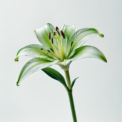 lily isolated on white