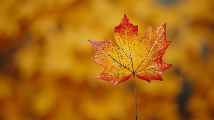 Fototapeta premium A minimalist style of an autumn concept