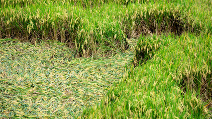 Rice collapsed in the fields due to strong winds and flooding