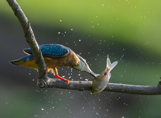 kingfisher with catch