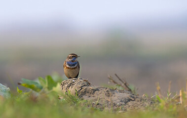 blue throat