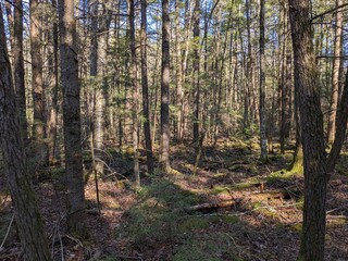 Fototapeta premium Late Winter / Early Spring in the Northeast USA