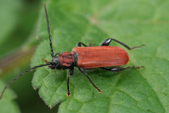 Closeup on the colorful red-eared gurnard longhorn beetle, Pyrrhidium sanguineum
