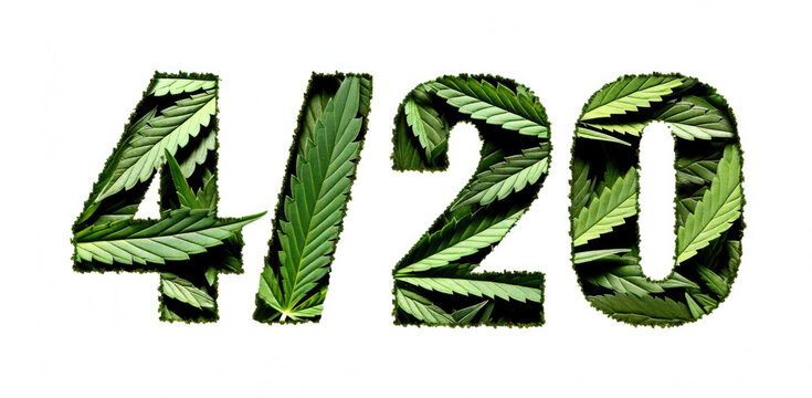 4/20 cannabis day date and time concept. Green marijuana leaves peeking through the white torn paper in shape of number 420. Weed day at April 20