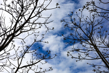 Galhos de árvores contra o céu azul  - obrazy, fototapety, plakaty